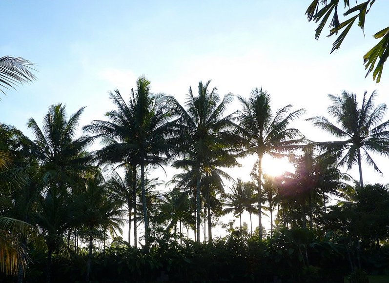 Glenmore plantation in Kalibaru Indonesia Pictures