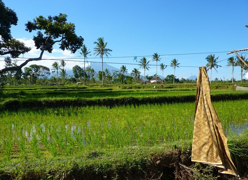 Photo Glenmore plantation in Kalibaru showed