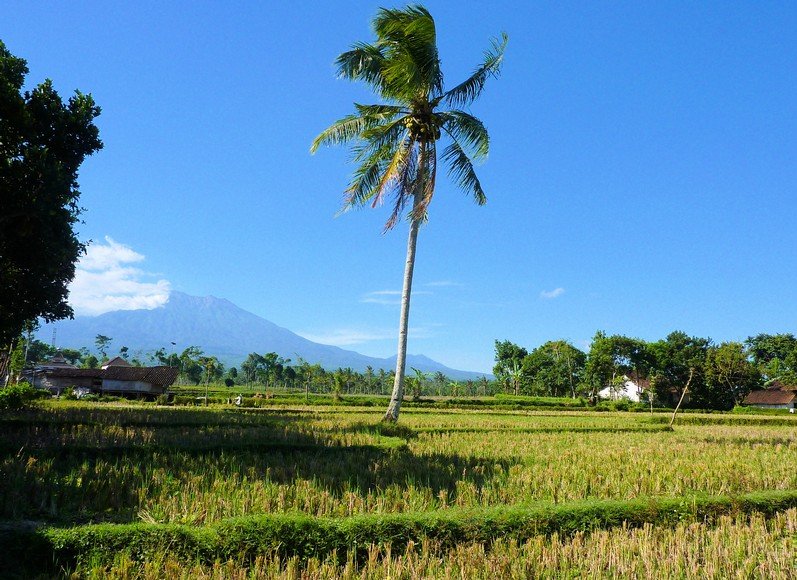 Glenmore plantation in Kalibaru Indonesia Diary Photography