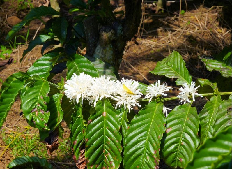 Photo Glenmore plantation in Kalibaru chocolate