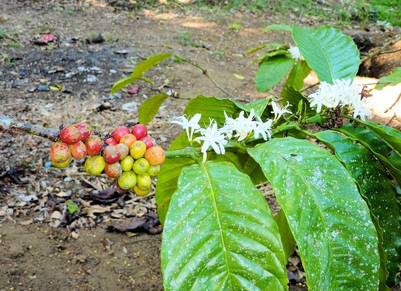 Photo Glenmore plantation in Kalibaru learned