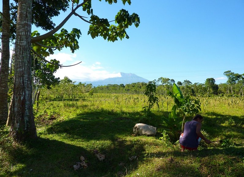 Glenmore plantation in Kalibaru Indonesia Travel