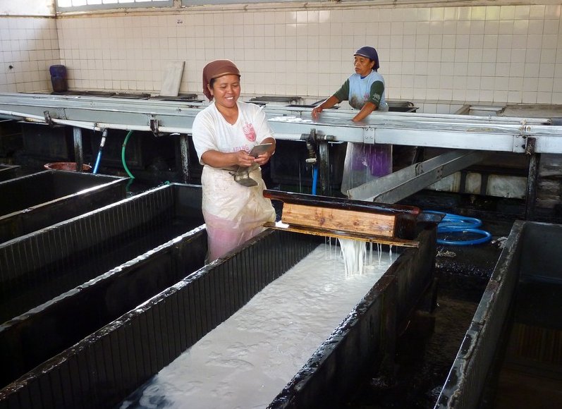 Photo Glenmore plantation in Kalibaru harvesting