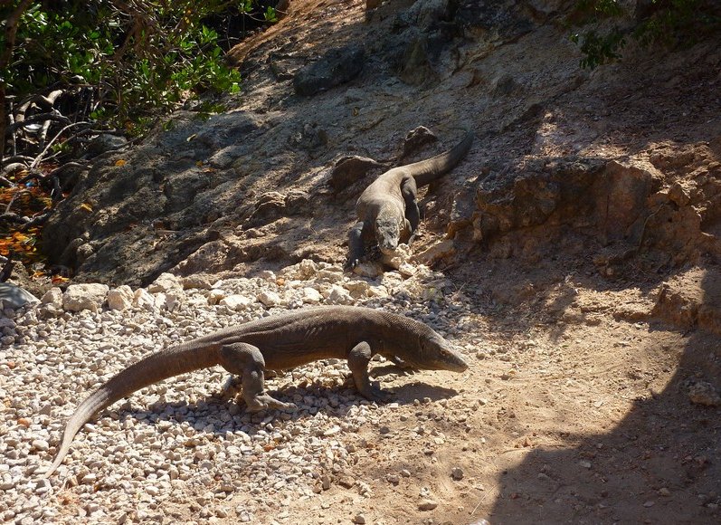 Komodo dragon habitat on Rinca island Indonesia Trip Photographs