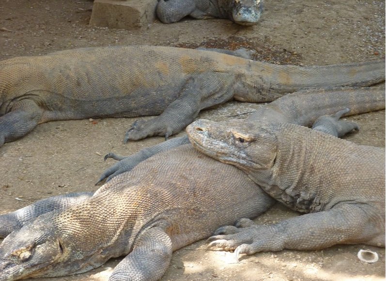 Komodo dragon habitat on Rinca island Indonesia Photo