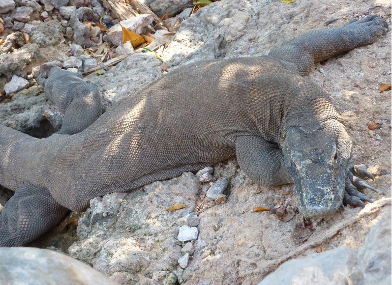 Komodo dragon habitat on Rinca island Indonesia Travel Blog