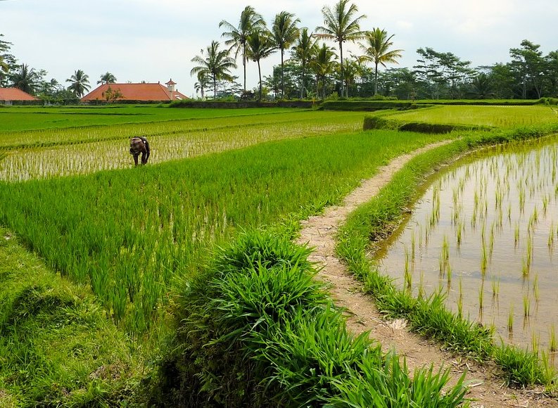 Photo Best hotel in Ubud Bali flight