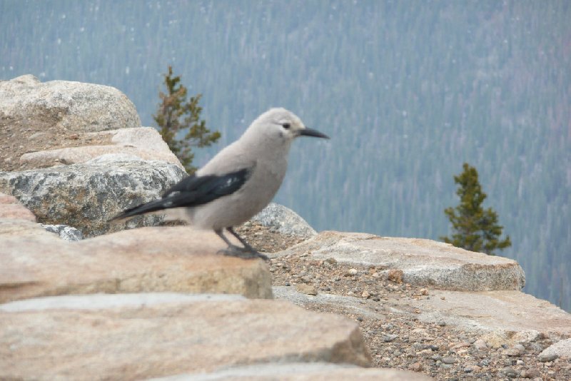 Denver to Rocky Mountain National Park United States Album