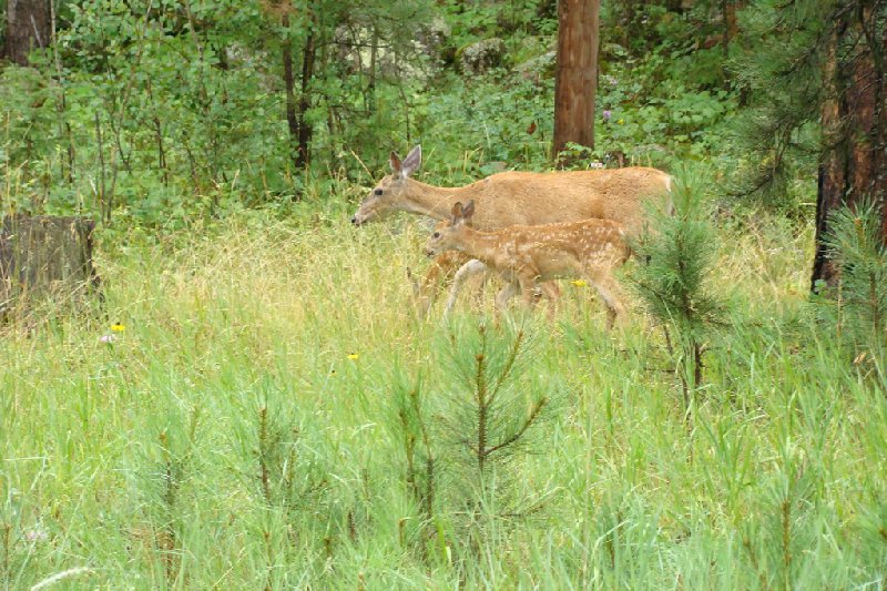 Denver to Rocky Mountain National Park United States Vacation Information