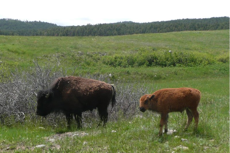 Custer State Park United States Blog Photography