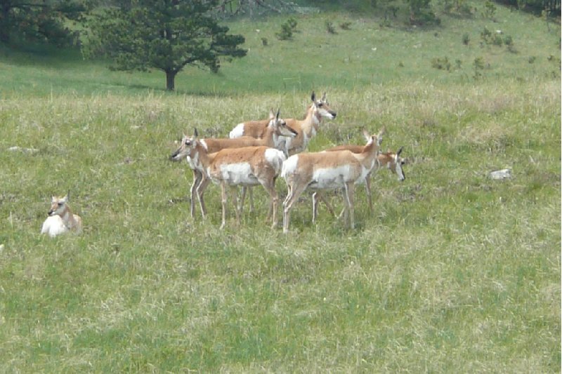 Custer United States 