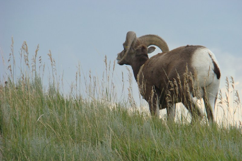 Photo Bighorn National Forest Buffalo WY crossed