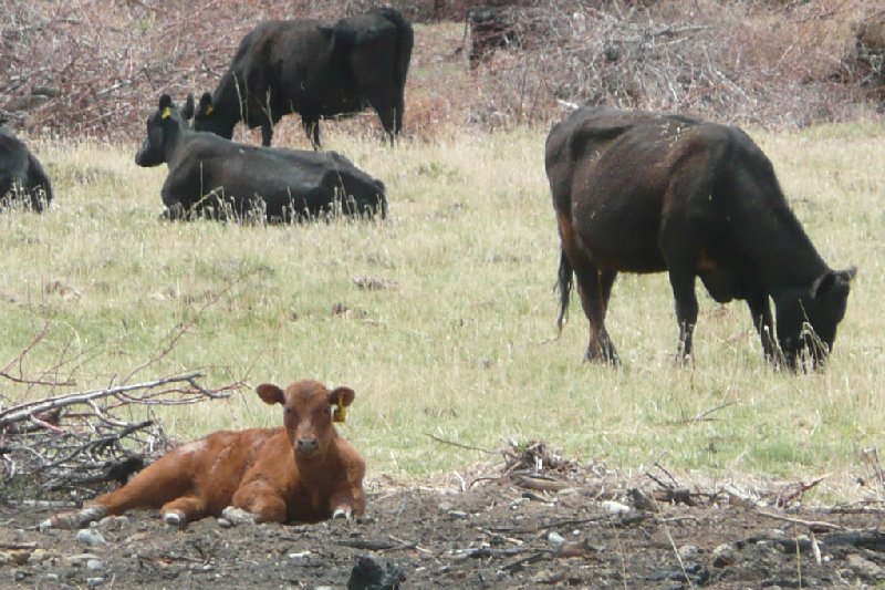 Photo Ten Sleep Wyoming Forest