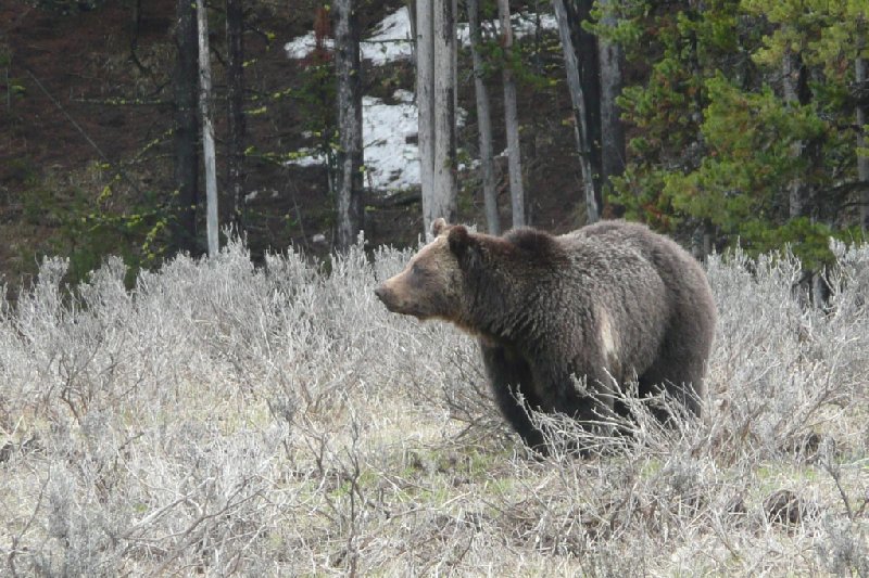   Yellowstone National Park United States Trip Adventure