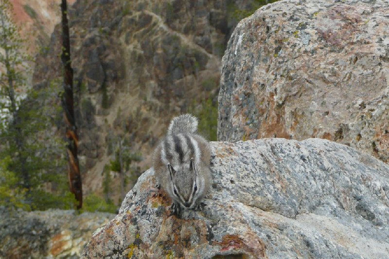   Yellowstone National Park United States Review Photo