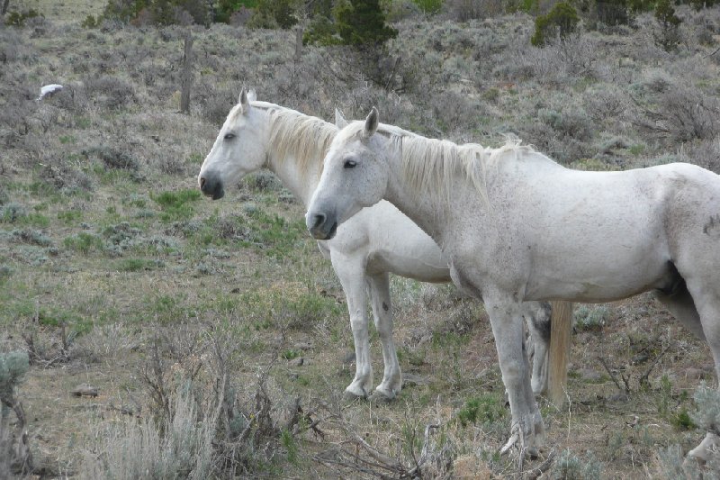 Yellowstone National Park United States 