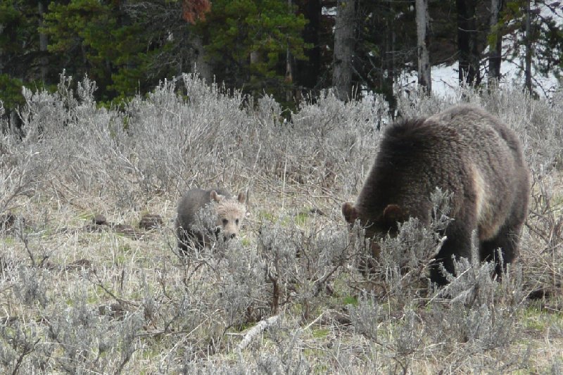 Yellowstone National Park United States Picture gallery