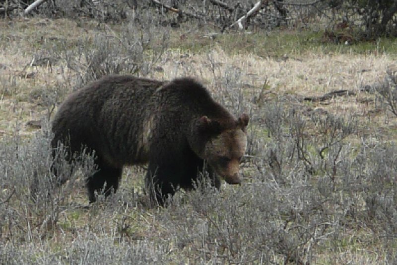 Yellowstone National Park United States Album Pictures