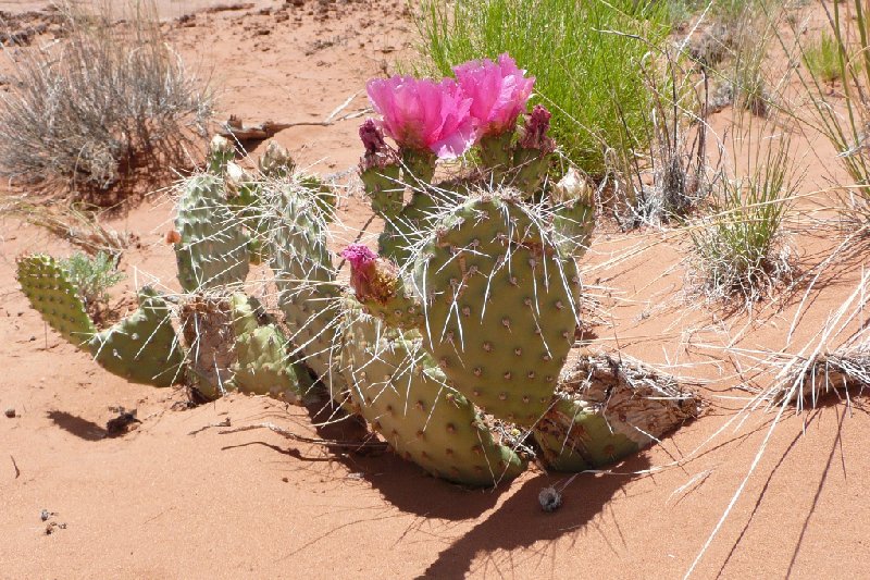 Canyonlands National Park Moab United States Diary Tips