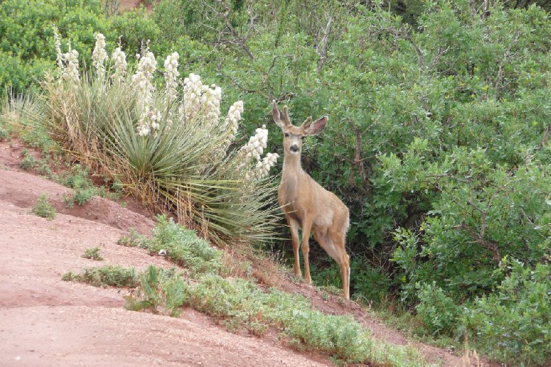 Garden of the Gods Colorado Springs United States Adventure