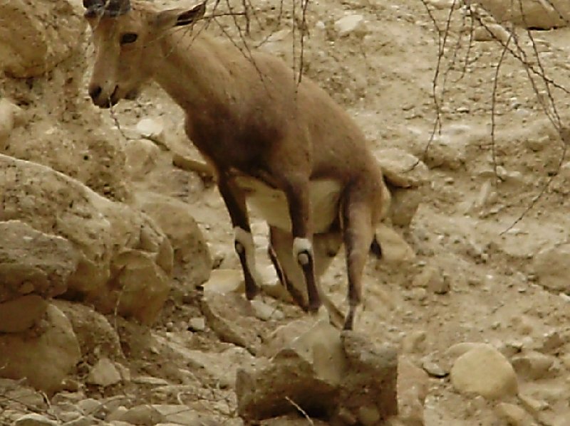 Ein Gedi Nature Reserve Israel Vacation Information