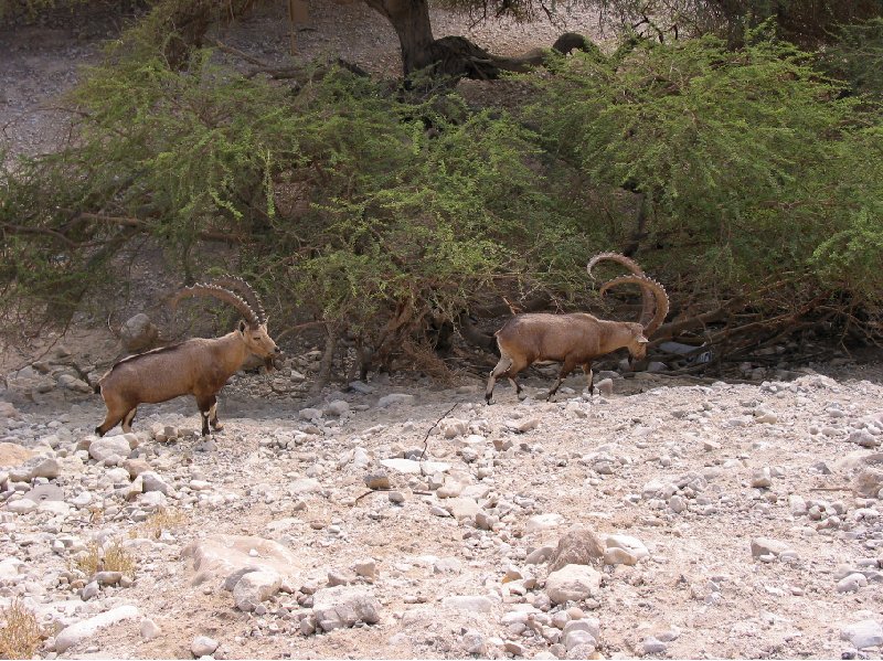   Ein Gedi Israel Travel Blogs