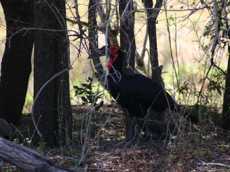 Photo Kruger National Park Nelspruit