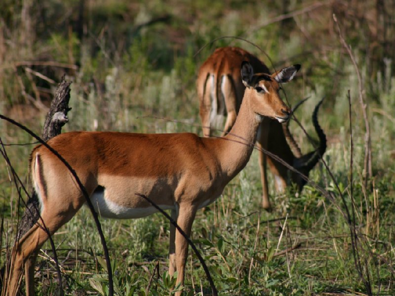 Photo Kruger National Park campsite