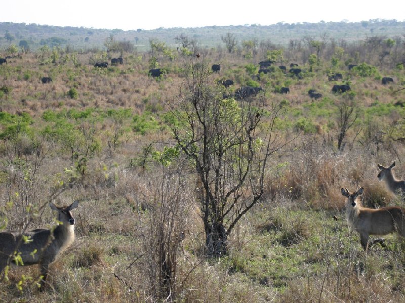 Photo Kruger National Park little