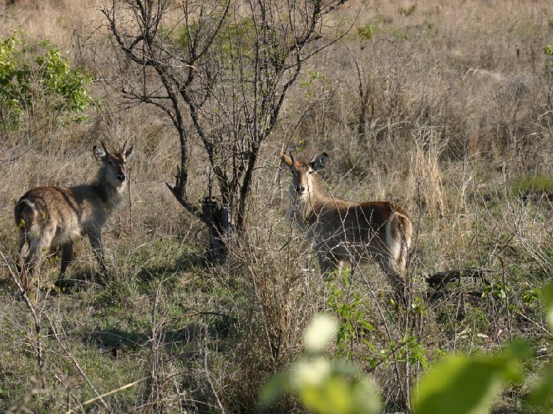 Photo Kruger National Park visitors