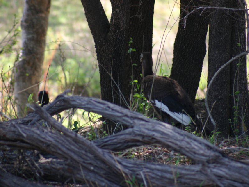 Photo Kruger National Park depending