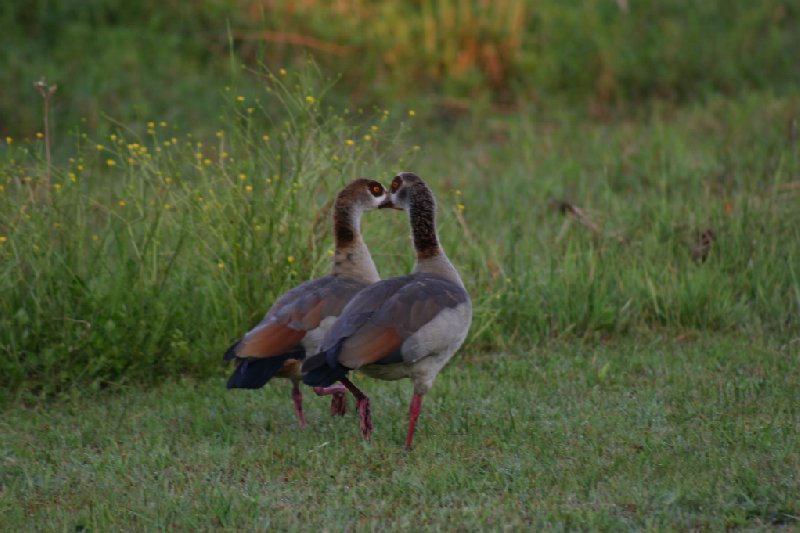 Gweru Antelope Park Zimbabwe Travel Diary