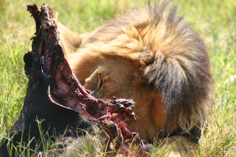 Photo Gweru Antelope Park Zimbabwe