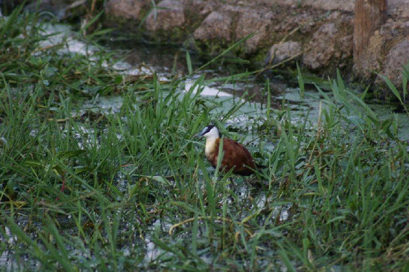 Gweru Antelope Park Zimbabwe Blog Adventure