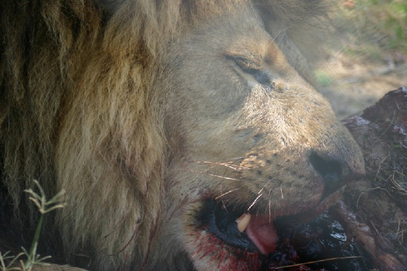 Photo Gweru Antelope Park center