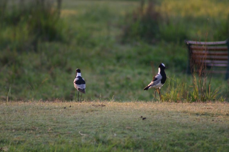 Photo Gweru Antelope Park Antelope