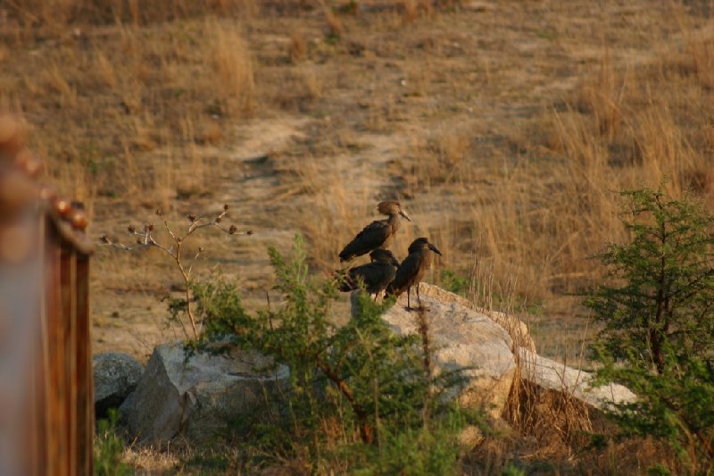 Photo Gweru Antelope Park tourists