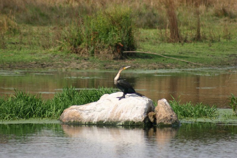 Gweru Antelope Park Zimbabwe Review Photograph