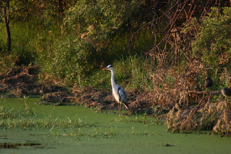 Gweru Antelope Park Zimbabwe Album