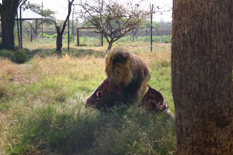 Photo Gweru Antelope Park tourists