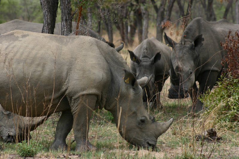 Matobo National Park Zimbabwe Bulawayo Diary Experience