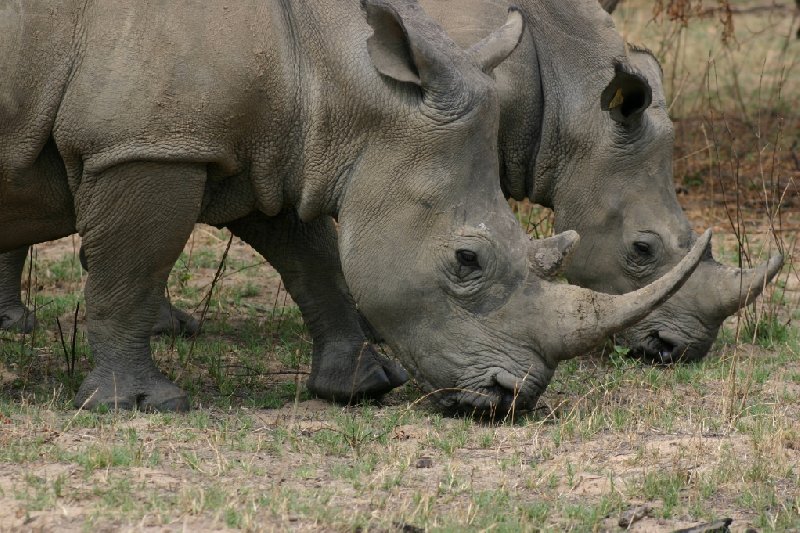 Matobo National Park Zimbabwe Bulawayo Holiday Pictures