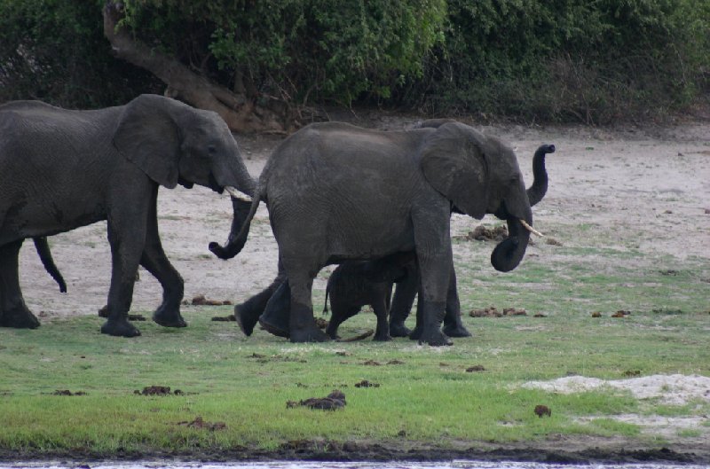 Photo Chobe National Park Botswana Victoria