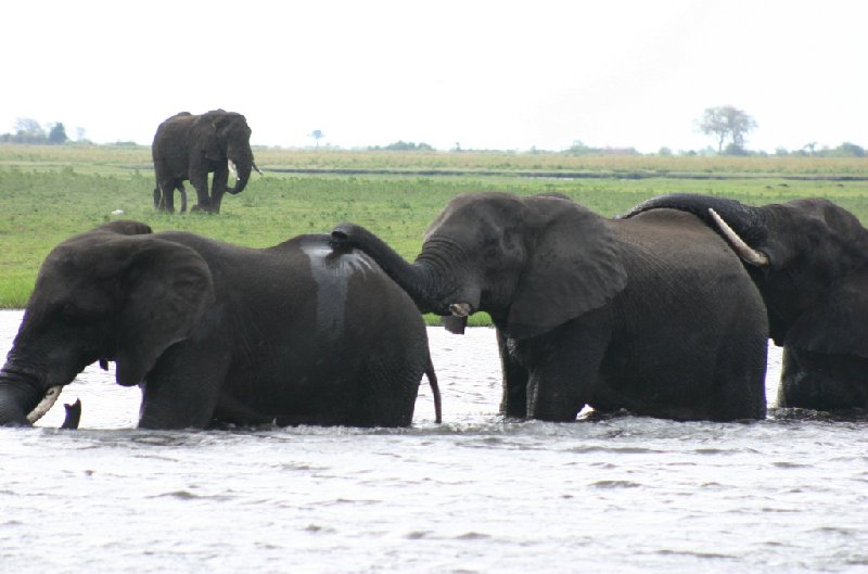 Chobe National Park Botswana Kasane Vacation Adventure