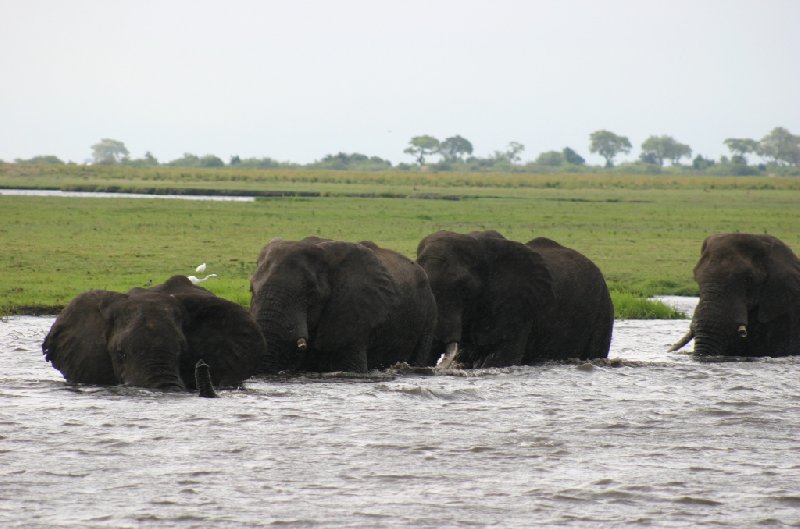 Photo Chobe National Park Botswana National