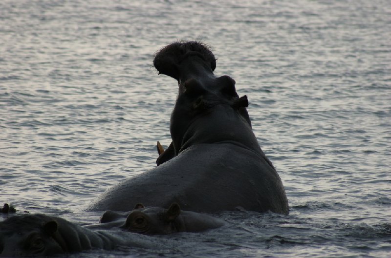 Photo Chobe National Park Botswana largest