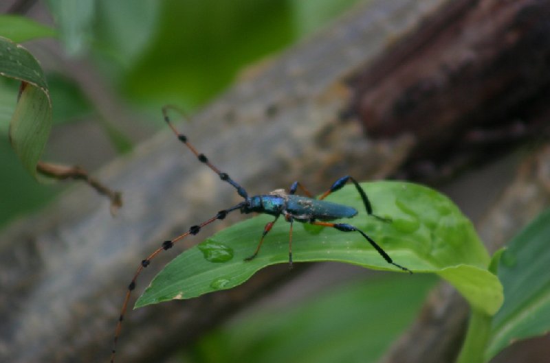 Kasane Botswana 