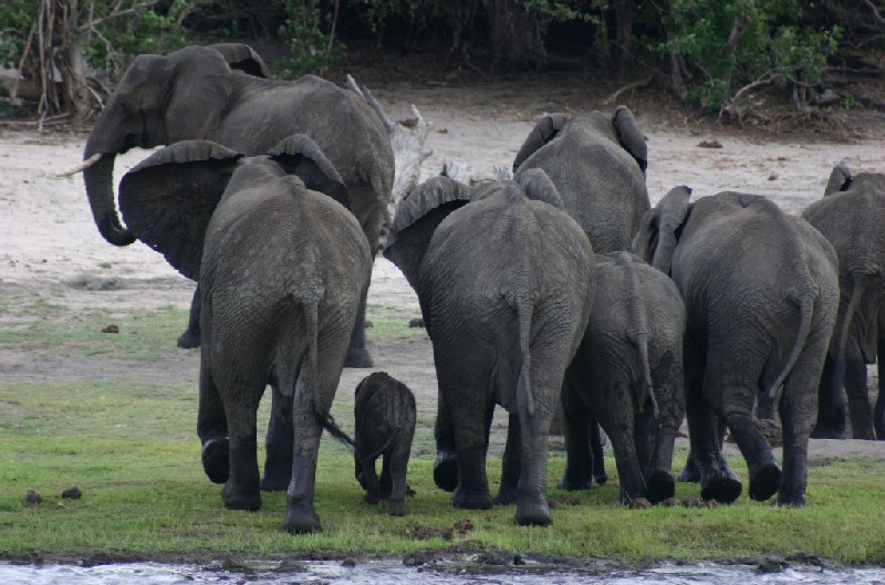 Chobe National Park Botswana Kasane Review Photograph