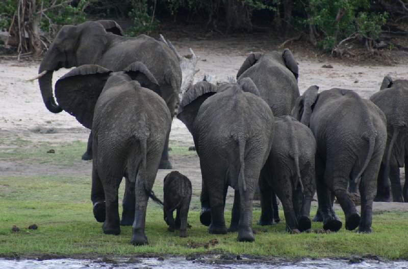 Photo Chobe National Park Botswana popular