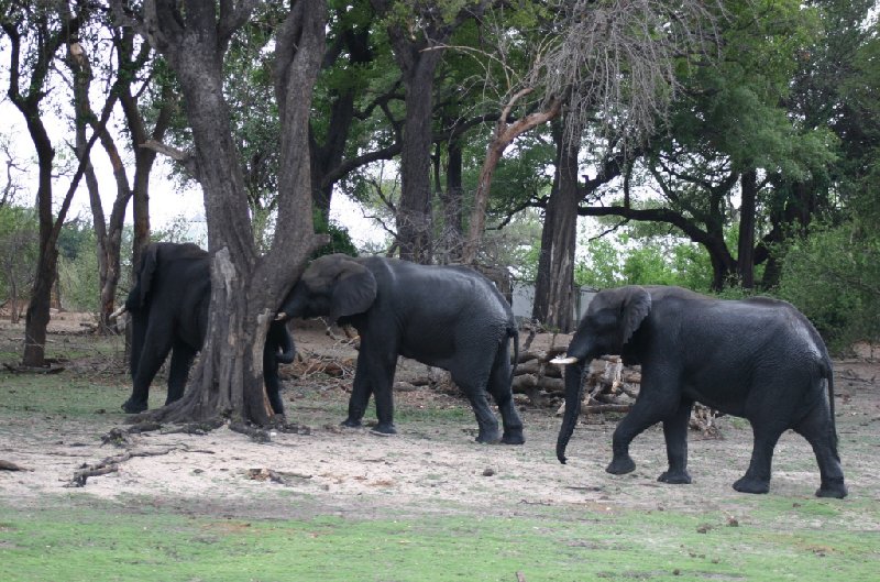 Photo Chobe National Park Botswana variety